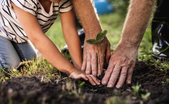 Stock image of the hands of an older man and yound child planting a tree sapling