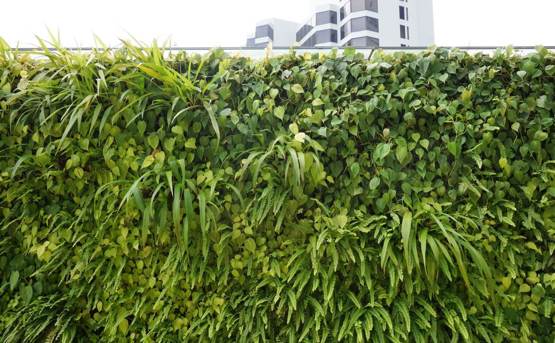 Green wall with moss on it